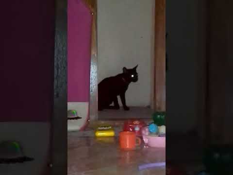 ashira 🐾🐾🐾🖤🖤🖤