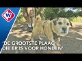 Grootste vijand van de hond: grasaren