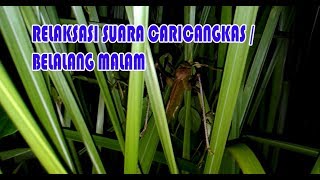 Download lagu Relaksasi Suara Caricangkas/ Belalang Malam dan Suara Jangkrik || Bisa Buat Masteran Burung mp3