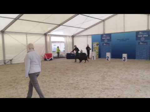 INAMORATO LAFANTAINE. 08.10.2016  IDS, Slovenija, Lipica - I. Best VIII group