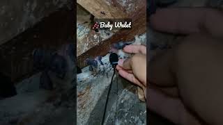 Download lagu Suara Anak Burung Walet 🔊🎶 #shorts mp3