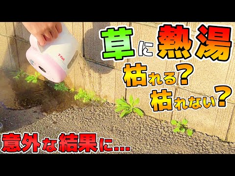毛むくじゃらの泡草 植物