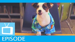 Air Bud TV: Puppy Preschool - Roll Call