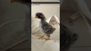 Download lagu Cara membedakan anak ayam betina atau jantan 🐣 #ayam #betina #jantan #anakayam #anakayam #imut #viral mp3
