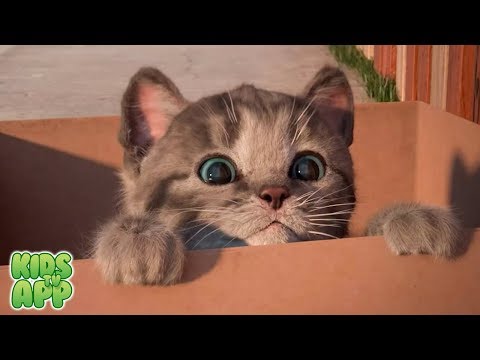 My Favorite Cat Little Kitten Pet Care - Learn & Play - Fun Games for Toddlers, Baby