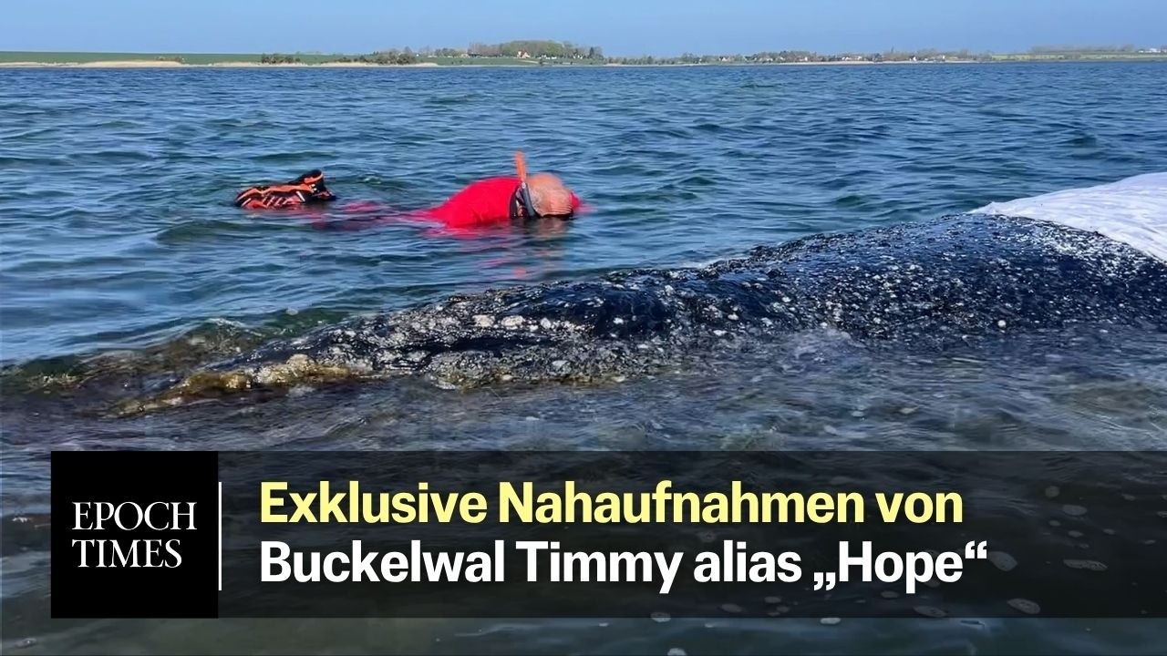 EXKLUSIVE Nahaufnahmen vom Buckelwal Timmy alias „Hope“ und seiner Rettungsaktion vor der Insel Poel