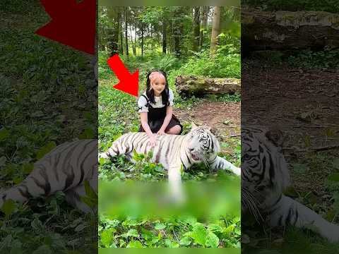 Реакция котов на запах тигра 🐯😱