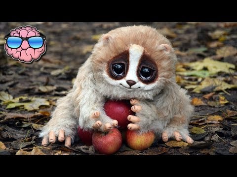 10 CUTE Animals That Can KILL You