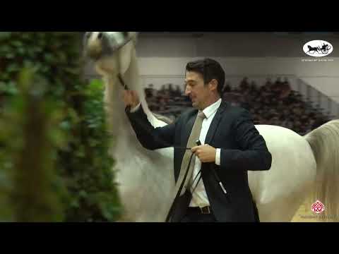 N 28 MURANAS AURELIUS   VERONA 2022 International Show   Colts 2 Years Old Class 7