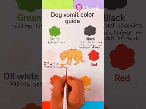 Dog Vomit Color Guide 🐶  #dog #colors #hacks
