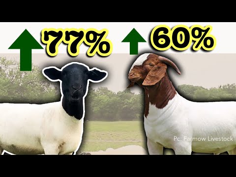 WHY SHEEP & GOAT PRICES ARE EXPLODING | Comparing Cattle Profitability | Micro Ranching for Profit