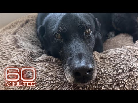 拉爾夫狗狗對科學和家庭的影響！ (Ralph the dog's impact on science and his family)