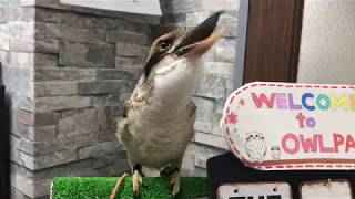 あうるぱーく　フクロウカフェ 池袋