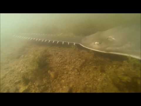 Fitzroy River Sawfish