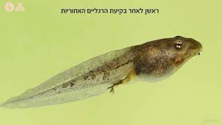 דו חיים - התפתחות וגלגול חלק א