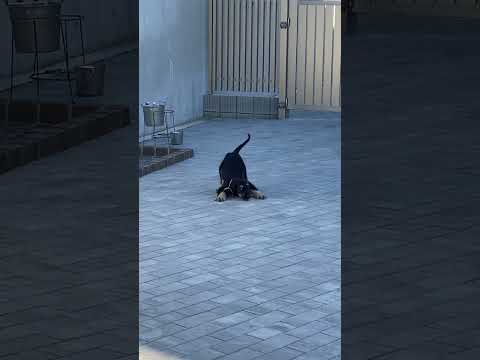 犬のアイコン