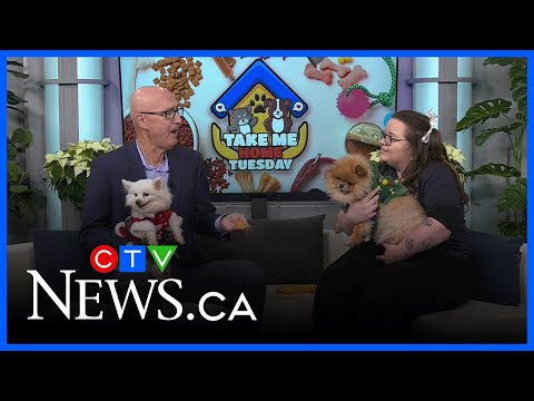 Sweet, senior Pomeranians, Lois and Peter, look for new home - YouTube