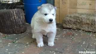 Alaskan Malamute Puppies - 4 weeks old (short HD movie)