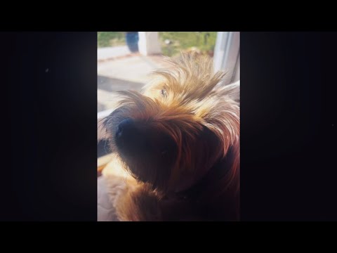 NEO EXT4S1S! - lumi athena, xxanteria, removeface (slowed + reverb)