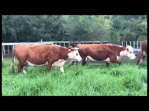 Lote 9 Vaquillonas Vacas Preñadas HEREFORD 643kg - , Cerro Largo