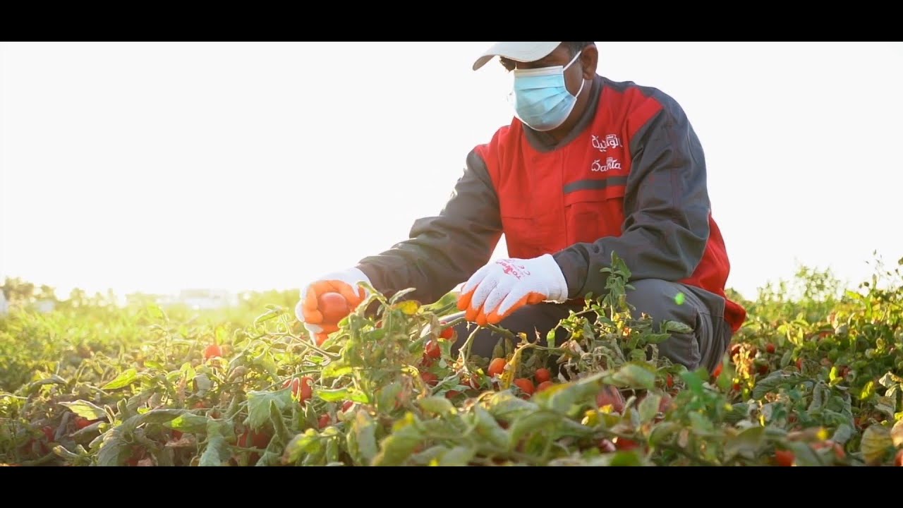 Tomato Harvesting