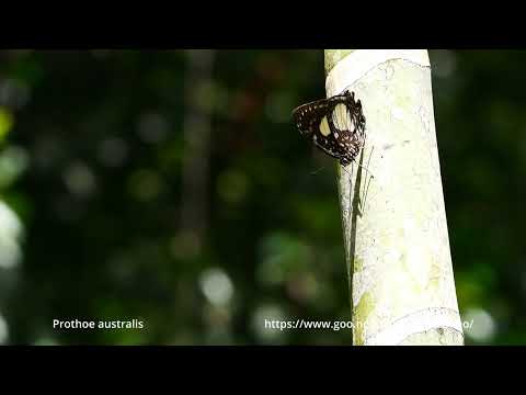 ニューギニアのタテハチョウ