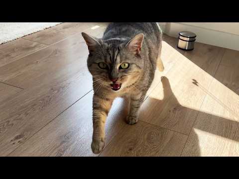 YouTube 썸네일