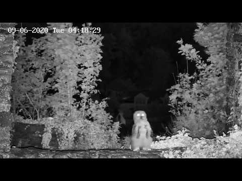 Uhu nachts 09.06.2020 (Hintergrund beachten) / Burgruine Königstein im Taunus Uhu Familie 2020