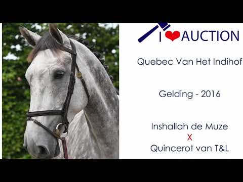 Quebec van het Indihof jumping