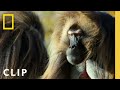 Gelada Monkeys Fight an Intruding Bachelor | Queens | National Geographic