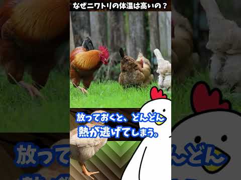, title : '【1分解説】なぜニワトリの体温は高いの？ Why do chickens have high body temperature?　#shorts'