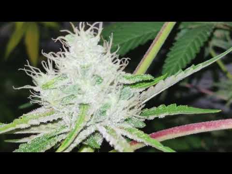 Indoor Update 9/11: Fruity Chronic Juice, Jesus OG, Mr. Cruz