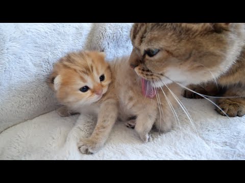 I would like to ask you for support us