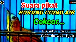 Download lagu Pikat ciung air terbaru terbukti ampuh, cocok untuk para pemikat dan masteran @nangkringangin mp3 Download lagu Pikat ciung air terbaru terbukti ampuh, cocok untuk para pemikat dan masteran @nangkringangin mp3