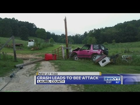 Crash leads to bee attack