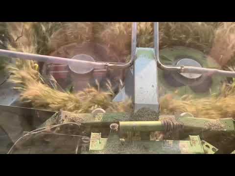 Cutting Wheat early in the morning for Silage with the Claas Jaguar's Corn Header