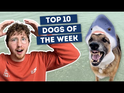 The Dogs Were Good Again 🦈 | Top 10 Dogs of the Week!