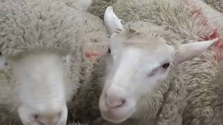 NSW farmers sell off their sheep in Bendigo due to the drought conditions