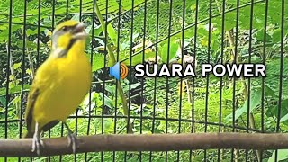 Download lagu Mozambik Gacor Si Pengicau Mungil Suara Power mp3