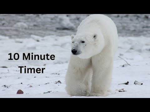 Arctic 10-Minute Timer: Polar Bear Expedition for Kids!