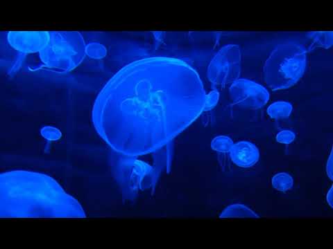 Kedam & Reece Lemonius