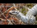 De Gladde Slang Coronella Austriaca