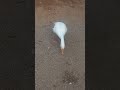 Aja Ayi Bahar Google Viral Shortvideo Latamangeshkar Oldisgold Youtubeshorts