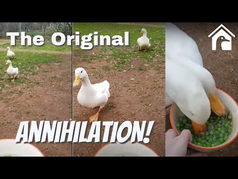 Watch Ducks Absolutely Destroy A Bowl Of Peas In Little Over 10 Seconds