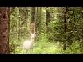 Ryan Farish - Kiss of Life