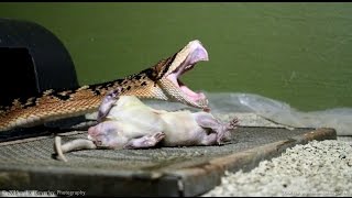 "The Bushmaster" Presented by Dean Ripa