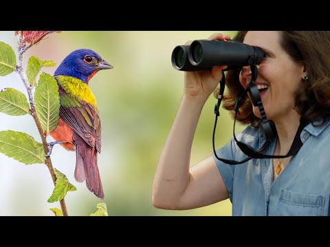 Pápežík zlatochrbtý (Passerina ciris) — správanie, biotop a hlas