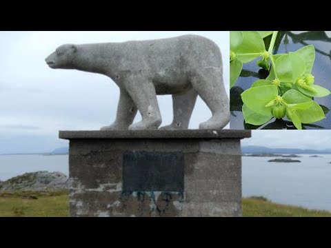 Planter på øya Bjørnsund 😀 (Botanikkserie på norsk)