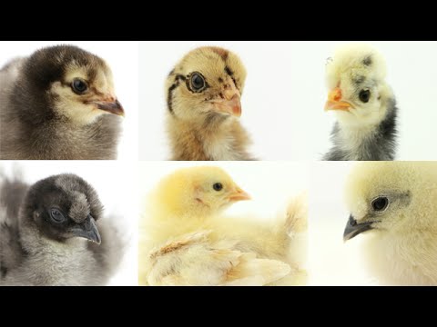 download lagu mp3 mp4 Baby Chicken Name, download lagu Baby Chicken Name gratis, unduh video klip Baby Chicken Name