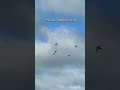 The Kind Of Flight We Pray For Duck Mallard Mexico